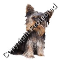 Yorkie 2